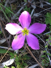 Sabatia stellaris