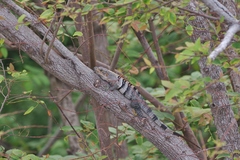 Ctenosaura similis