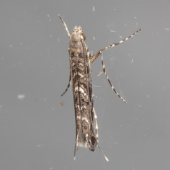 Neurobathra strigifinitella