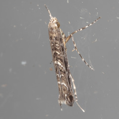 Neurobathra strigifinitella