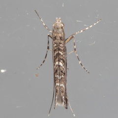 Neurobathra strigifinitella