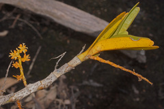 Tridactyle bicaudata rupestris