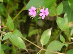 Impatiens gardneriana