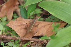 Anolis concolor