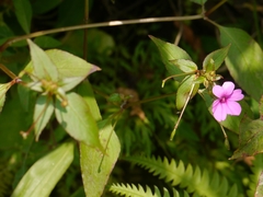 Impatiens gardneriana