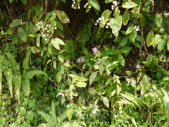 Impatiens gardneriana