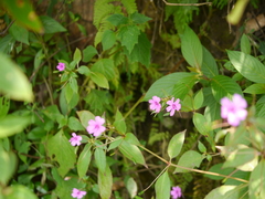 Impatiens gardneriana