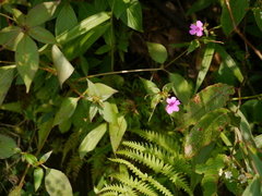 Impatiens gardneriana