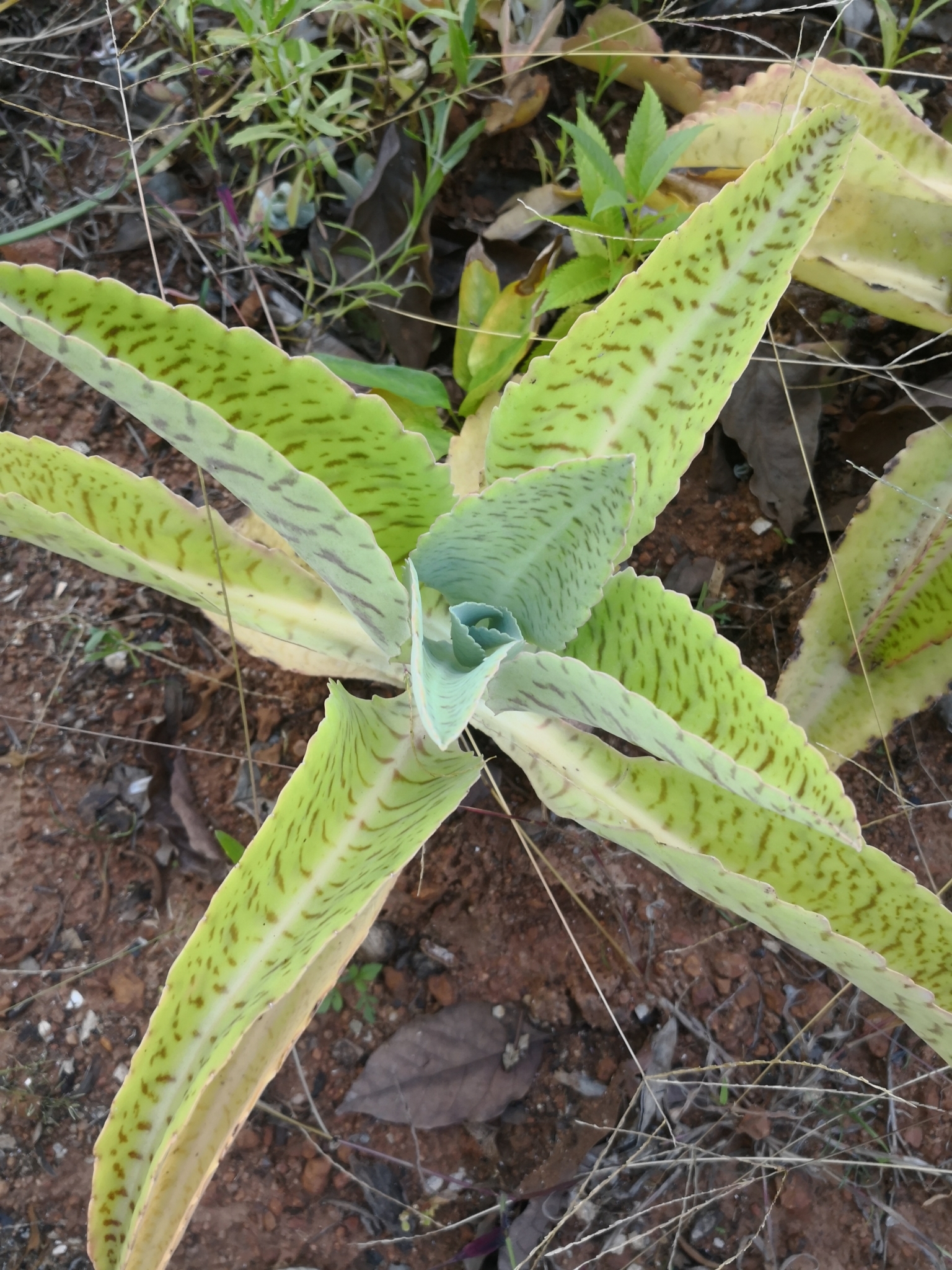Kalanchoe gastonis-bonnieri