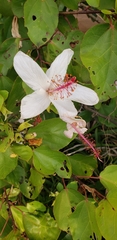 Hibiscus arnottianus