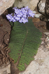 Streptocarpus trabeculatus