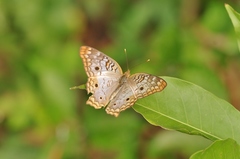 Anartia jatrophae