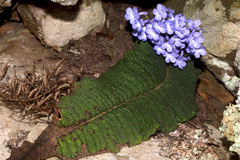 Streptocarpus trabeculatus