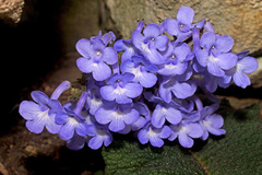 Streptocarpus trabeculatus