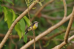 Coereba flaveola