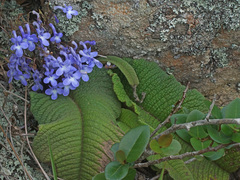 Streptocarpus trabeculatus
