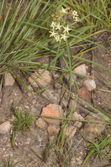 Asclepias praemorsa