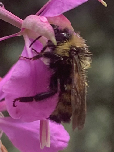 Indiscriminate Cuckoo Bumble Bee photo 3