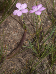 Dianthus zeyheri