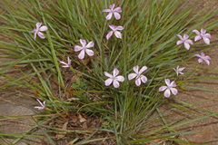 Dianthus zeyheri