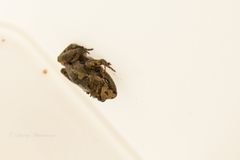 Arthroleptis xenodactyloides