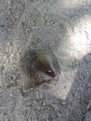 Pteriidae