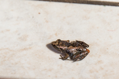 Arthroleptis xenodactyloides