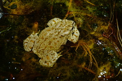 Bufotes pewzowi