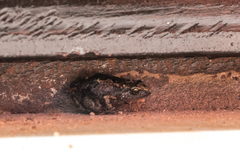 Arthroleptis xenodactyloides