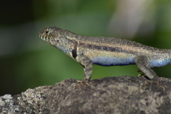 Sceloporus pyrocephalus