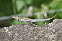Sceloporus pyrocephalus