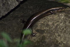 Mesoscincus altamirani