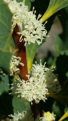Hakea undulata