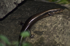 Mesoscincus altamirani