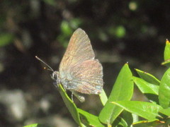 Satyrium saepium