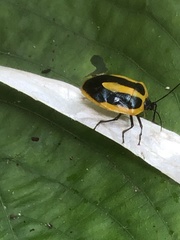 Arocera aequinoxialis