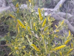 Synaphea spinulosa