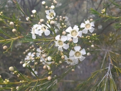 Chamelaucium uncinatum