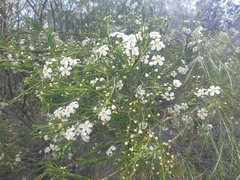 Chamelaucium uncinatum