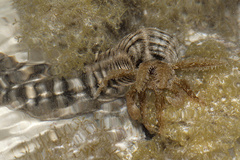 Synapta maculata