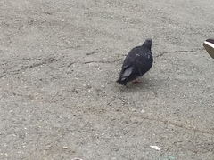 Columba livia domestica