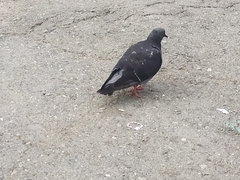Columba livia domestica