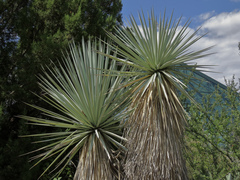 Yucca rigida