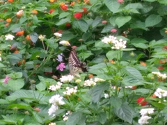 Papilio xuthus