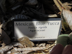 Yucca rigida