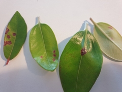 Metrosideros excelsa