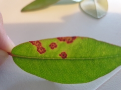 Metrosideros excelsa