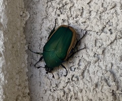 Cotinis mutabilis