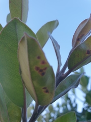 Metrosideros excelsa