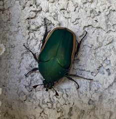 Cotinis mutabilis